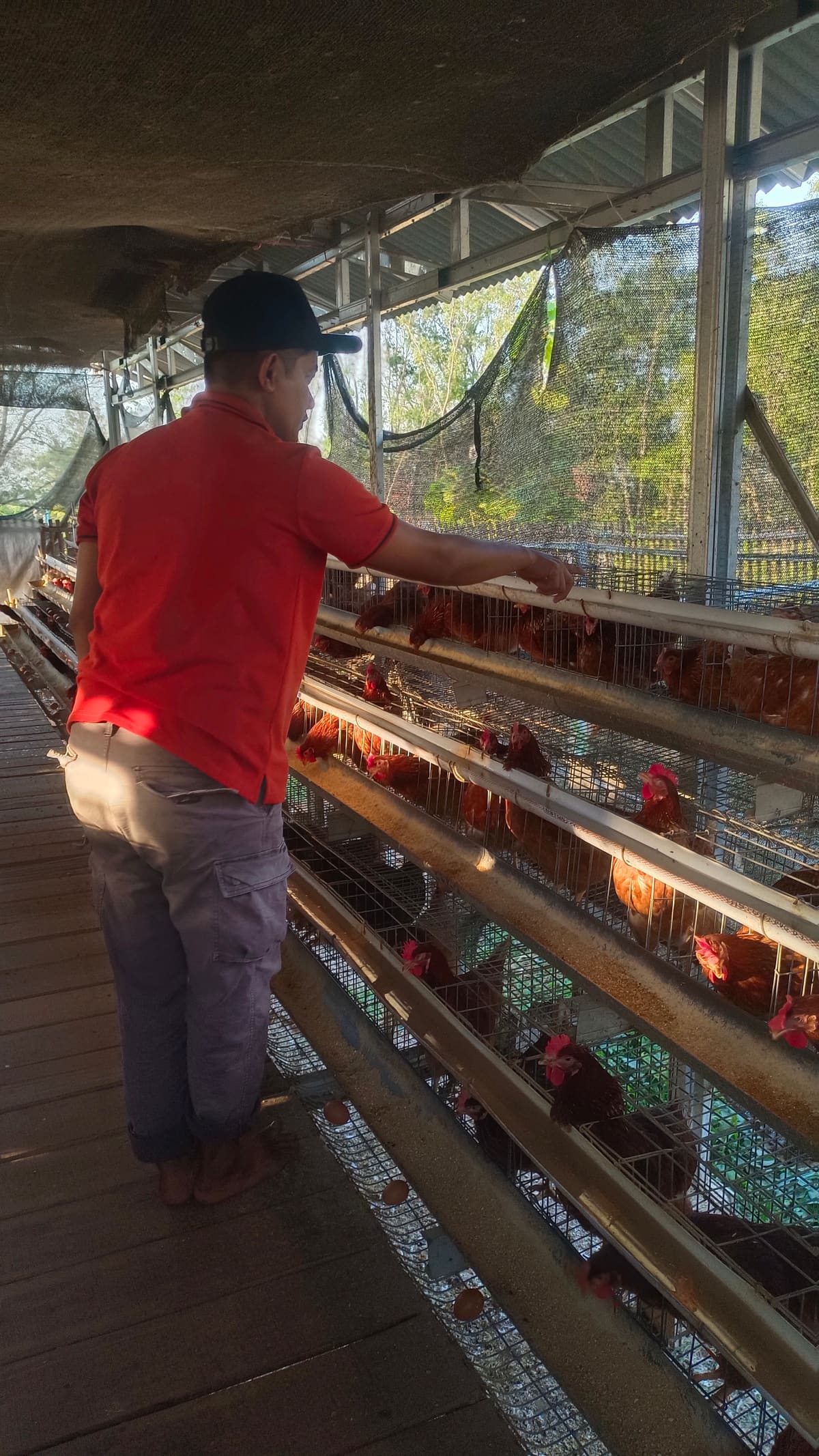 Penghitungan Ulang Ayam Petelur - foto 2